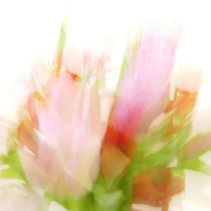 Liliaceae comme un songe